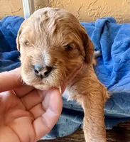Teddy, a male Miniature Bernedoodle for sale in Spring Hill, FL – 1 of 10