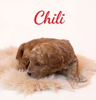 Mico Mini chili, a male Miniature Goldendoodle for sale in Spring Hill, FL – 4 of 10