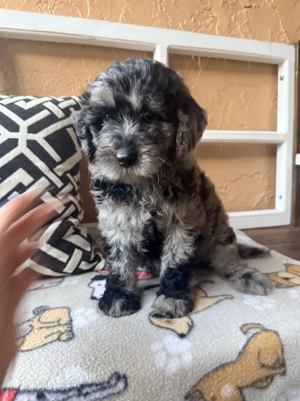 Bluebell – Goldendoodle puppy for sale in Spring Hill, FL