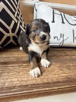 Sable. (Toy), a female Toy Australian Shepherd and Miniature Aussiedoodle for sale in Spring Hill, FL – 5 of 10