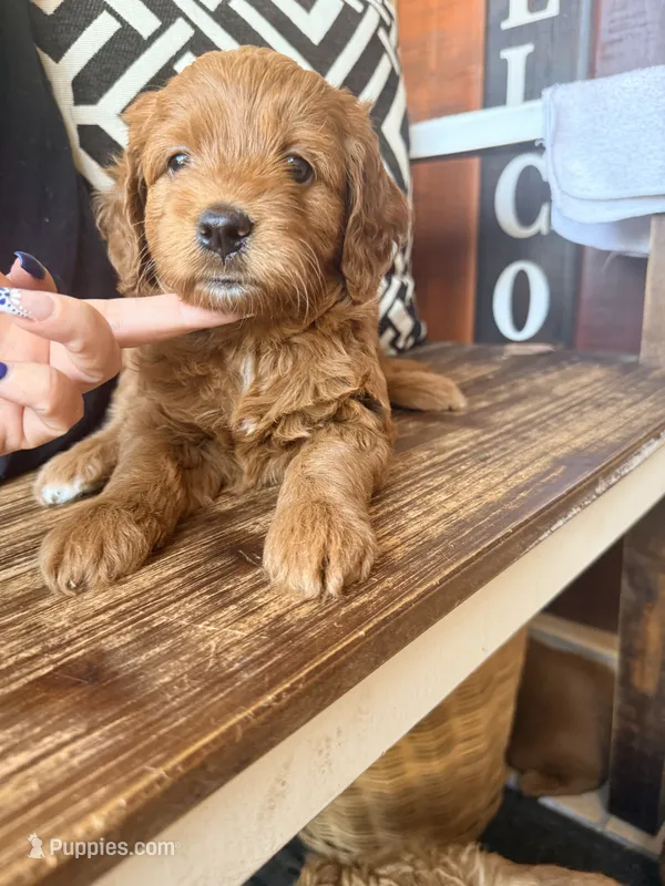 Clover (dark pink) – Goldendoodle puppy for sale in Spring Hill, FL