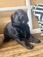 Selene (purple) , a female Miniature Bernedoodle and Miniature Aussiedoodle for sale in Spring Hill, FL – 6 of 10
