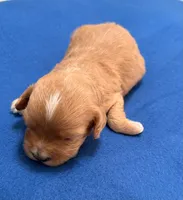 Ezra, a male Cavapoo for sale in Spring Hill, FL – 4 of 10