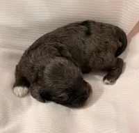 Ella, a female Cavapoo for sale in Spring Hill, FL – 5 of 10