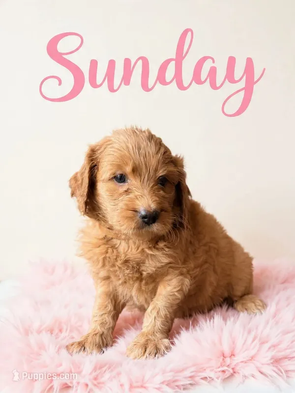 Sundae – Goldendoodle puppy for sale in Spring Hill, FL