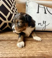 Sable. (Toy), a female Toy Australian Shepherd and Miniature Aussiedoodle for sale in Spring Hill, FL – 4 of 10