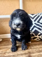 Liberty, a female Miniature Bernedoodle for sale in Spring Hill, FL – 5 of 10