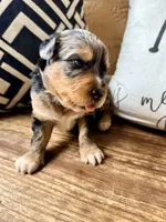 Sterling Toy , a male Toy Australian Shepherd and Miniature Aussiedoodle for sale in Spring Hill, FL – 4 of 10