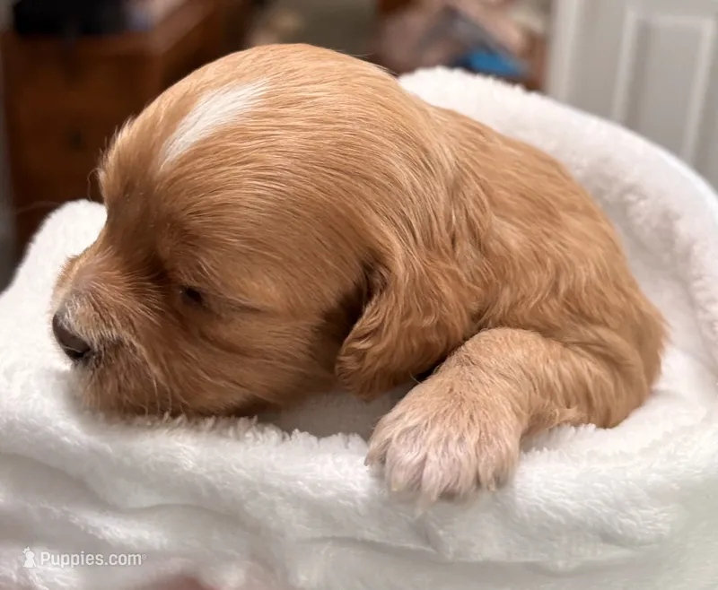 Ezra – Cavapoo puppy for sale in Spring Hill, FL