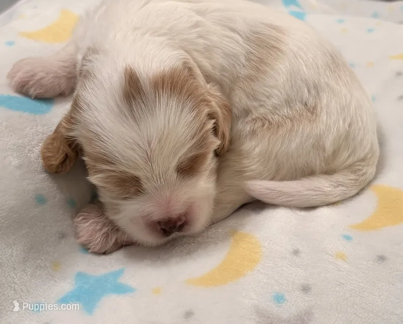 Emmett – Cavapoo puppy for sale in Spring Hill, FL
