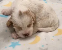 Emmett, a male Cavapoo for sale in Spring Hill, FL – 1 of 10