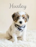 Huxley, a male Miniature Goldendoodle for sale in Port Richey, FL – Photo 5 of 10