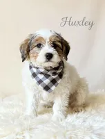 Huxley, a male Miniature Goldendoodle for sale in Port Richey, FL – Photo 6 of 10