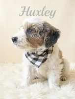 Huxley, a male Miniature Goldendoodle for sale in Port Richey, FL – Photo 2 of 10