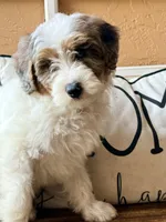 Huxley, a male Miniature Goldendoodle for sale in Port Richey, FL – Photo 8 of 10