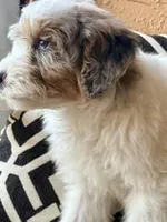 Huxley, a male Miniature Goldendoodle for sale in Port Richey, FL – Photo 7 of 10