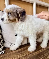 Huxley, a male Miniature Goldendoodle for sale in Port Richey, FL – Photo 10 of 10