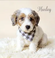 Huxley, a male Miniature Goldendoodle for sale in Port Richey, FL – Photo 3 of 10