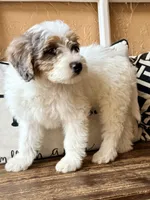 Huxley, a male Miniature Goldendoodle for sale in Port Richey, FL – Photo 9 of 10