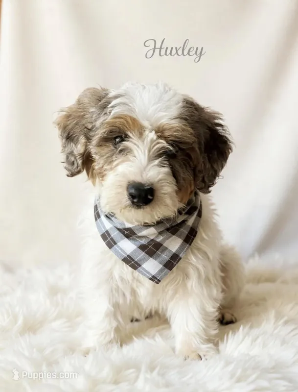 Huxley – Miniature Goldendoodle puppy for sale in Port Richey, FL