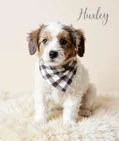 Huxley, a male Miniature Goldendoodle for sale in Port Richey, FL – Photo 4 of 10