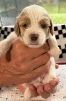 Emmett (Tiny) , a male Cavapoo for sale in Spring Hill, FL – 9 of 10