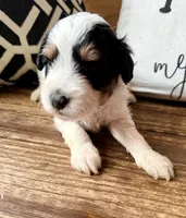 Shadow Toy , a male Toy Australian Shepherd and Miniature Aussiedoodle for sale in Spring Hill, FL – 5 of 10