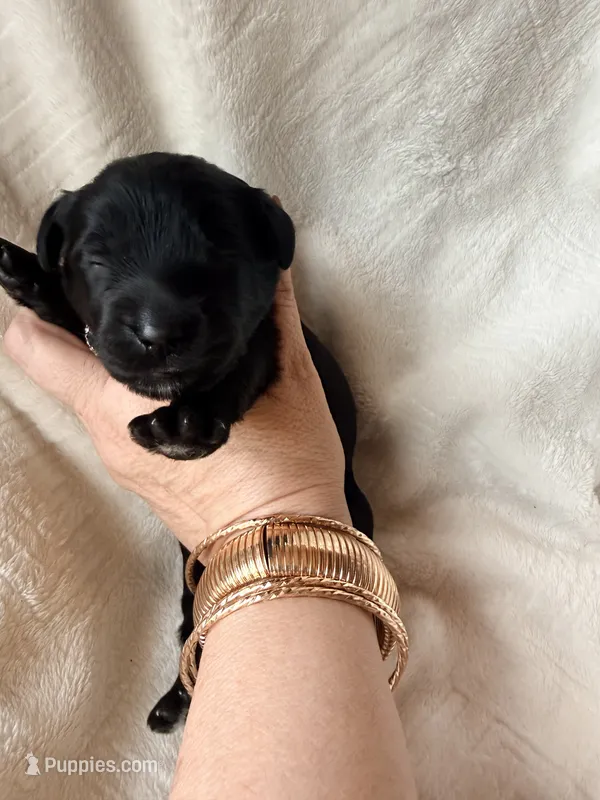 Eclipse  – Miniature Bernedoodle, Miniature Aussiedoodle puppy for sale in Spring Hill, FL