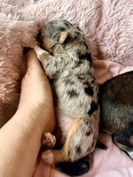 Skye, a female Toy Australian Shepherd and Miniature Aussiedoodle for sale in Spring Hill, FL – 4 of 10