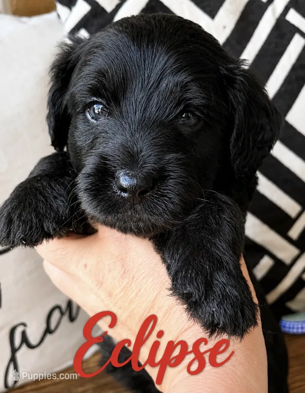 Eclipse  – Miniature Bernedoodle, Miniature Aussiedoodle puppy for sale in Spring Hill, FL