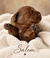 Salem , a female Miniature Goldendoodle for sale in Spring Hill, FL – 3 of 10