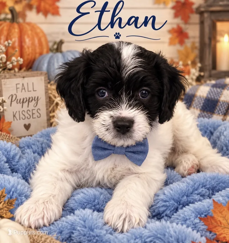 Ethan  – Cavapoo puppy for sale in Spring Hill, FL