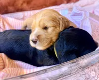 Glory, a female Miniature Bernedoodle for sale in Spring Hill, FL – 2 of 10