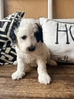 Coraline, a female Miniature Bernedoodle and Miniature Goldendoodle for sale in Spring Hill, FL – 5 of 10