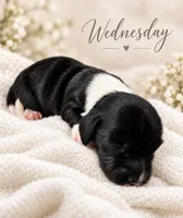 Wednesday , a female Miniature Dachshund for sale in Spring Hill, FL – 8 of 10