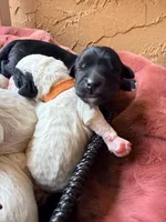 Red collar , a male Poodle - Toy  and Miniature Goldendoodle for sale in Spring Hill, FL – 3 of 8