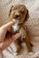 Myra , a male Miniature Goldendoodle for sale in Port Richey, FL – Photo 6 of 9