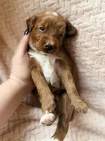 Myra , a male Miniature Goldendoodle for sale in Port Richey, FL – Photo 3 of 9