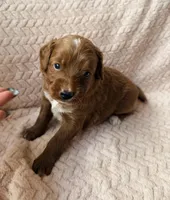 Myra , a male Miniature Goldendoodle for sale in Port Richey, FL – Photo 7 of 9