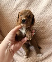 Myra , a male Miniature Goldendoodle for sale in Port Richey, FL – Photo 9 of 9