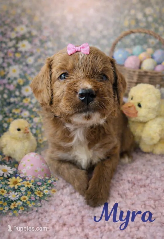 Myra  – Miniature Goldendoodle puppy for sale in Port Richey, FL