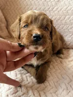 Myra , a male Miniature Goldendoodle for sale in Port Richey, FL – Photo 2 of 9