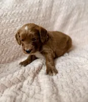 Myra , a male Miniature Goldendoodle for sale in Port Richey, FL – Photo 4 of 9