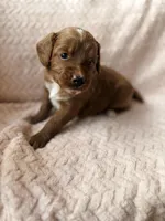 Myra , a male Miniature Goldendoodle for sale in Port Richey, FL – Photo 1 of 9