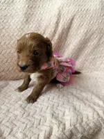 Myra , a male Miniature Goldendoodle for sale in Port Richey, FL – Photo 5 of 9