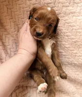 Myra , a male Miniature Goldendoodle for sale in Port Richey, FL – Photo 8 of 9