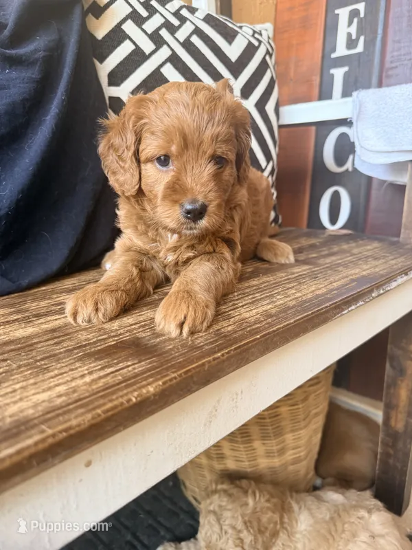 Clover (dark pink) – Goldendoodle puppy for sale in Spring Hill, FL