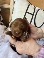 Salem , a female Miniature Goldendoodle for sale in Spring Hill, FL – 8 of 10