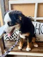 Bandit crystal blue eyes , a male Miniature Australian Shepherd for sale in Port Richey, FL – Photo 2 of 10