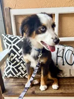 Bandit crystal blue eyes , a male Miniature Australian Shepherd for sale in Port Richey, FL – Photo 6 of 10